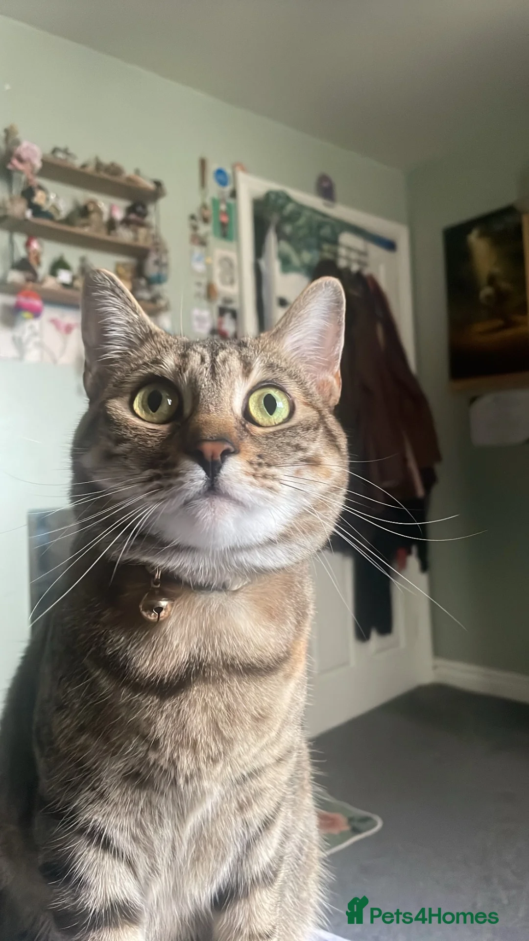 Mixed Breed cats for sale: Beautiful Bengal Tabby Mix  in Bolton - Advert 1
