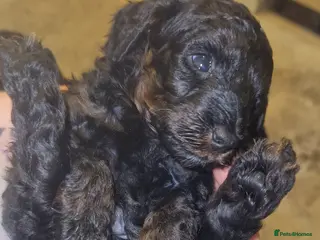 Cockapoo dogs Toy cockerpoos - Advert 4