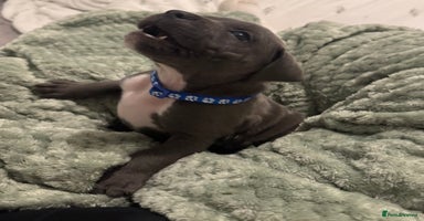 Staffordshire Bull Terrier dogs - Advert 2