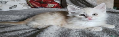 Maine Coon Kitten 9