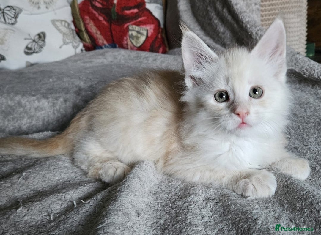 Maine Coon cats for sale: Stunning GCCF registered Maine Coon Kittens  - Advert 6