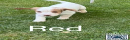 Cocker Spaniel dogs for sale: Last Boy Chester  Ready to Re home Cockers  - Advert 12