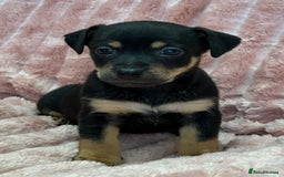 Jack Russell dogs for sale: Quality litter of beautiful Jack Russell puppies  - Image 23