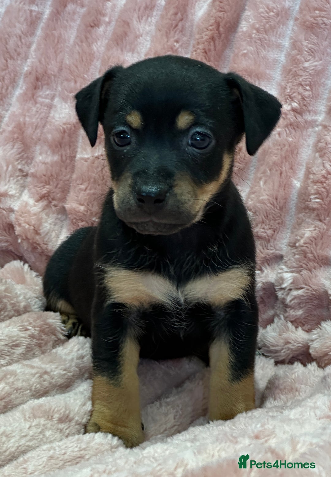 Jack Russell dogs for sale: Quality litter of beautiful Jack Russell puppies  - Image 23