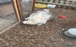 Chickens poultry for sale: Silkie Cockeral - Image 2