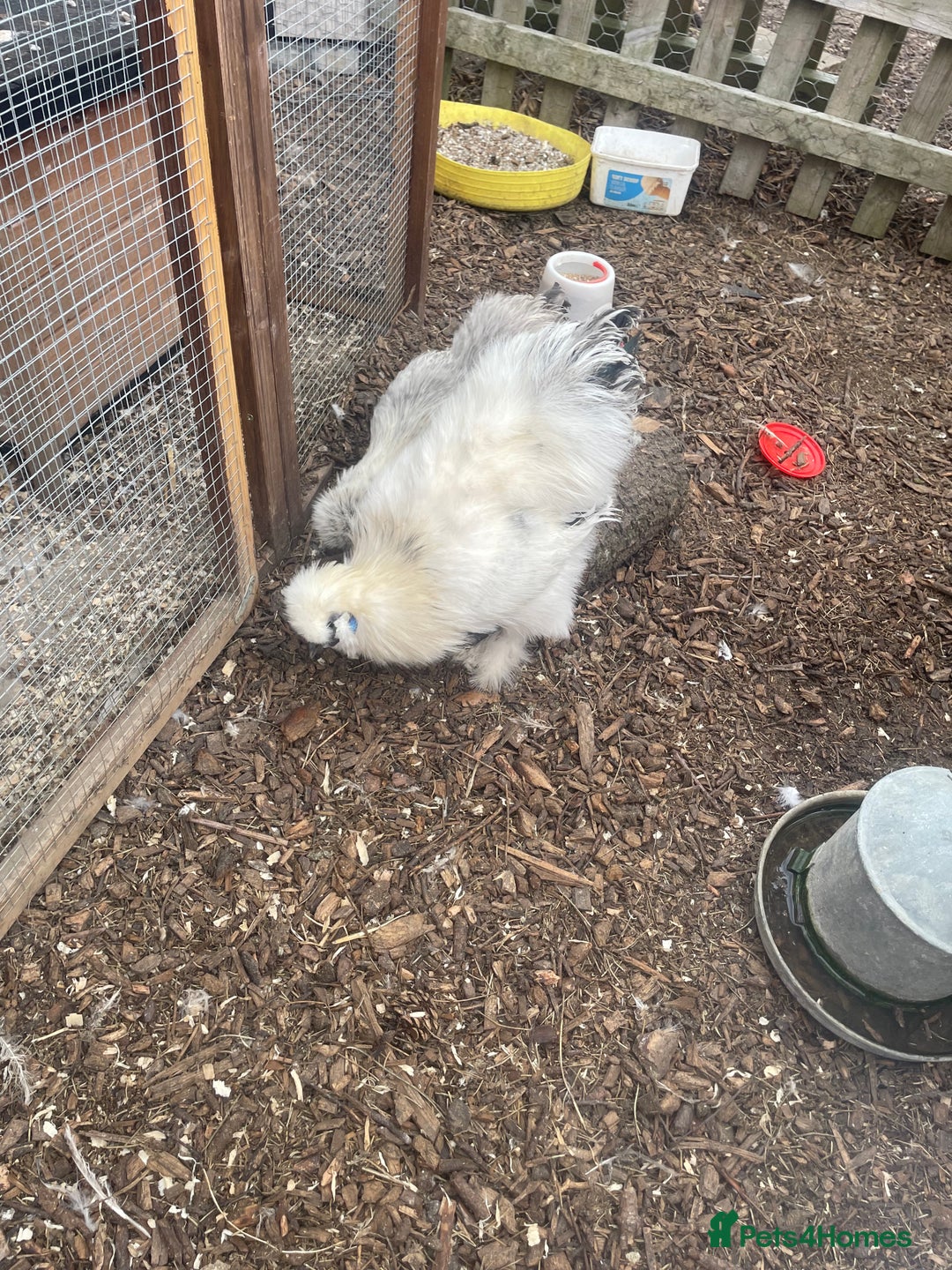 Chickens poultry for sale: Silkie Cockeral - Image 2
