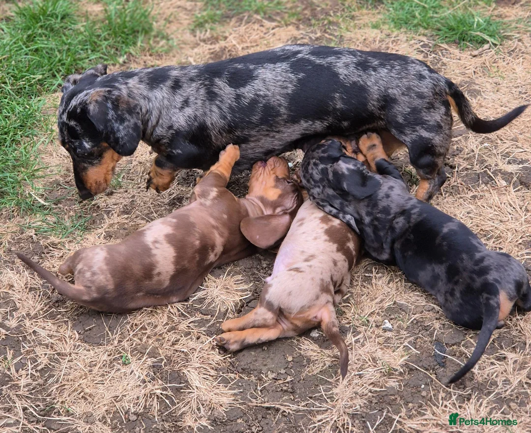 Miniature Dachshund dogs for sale: Gorgeous KC Registered, PRA Clear puppies  in Harlow - Advert 39