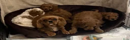 Cavapoo dogs for sale: 🐶🐾Stunning health clear cavapoo puppies🐾🐶 - Advert 22