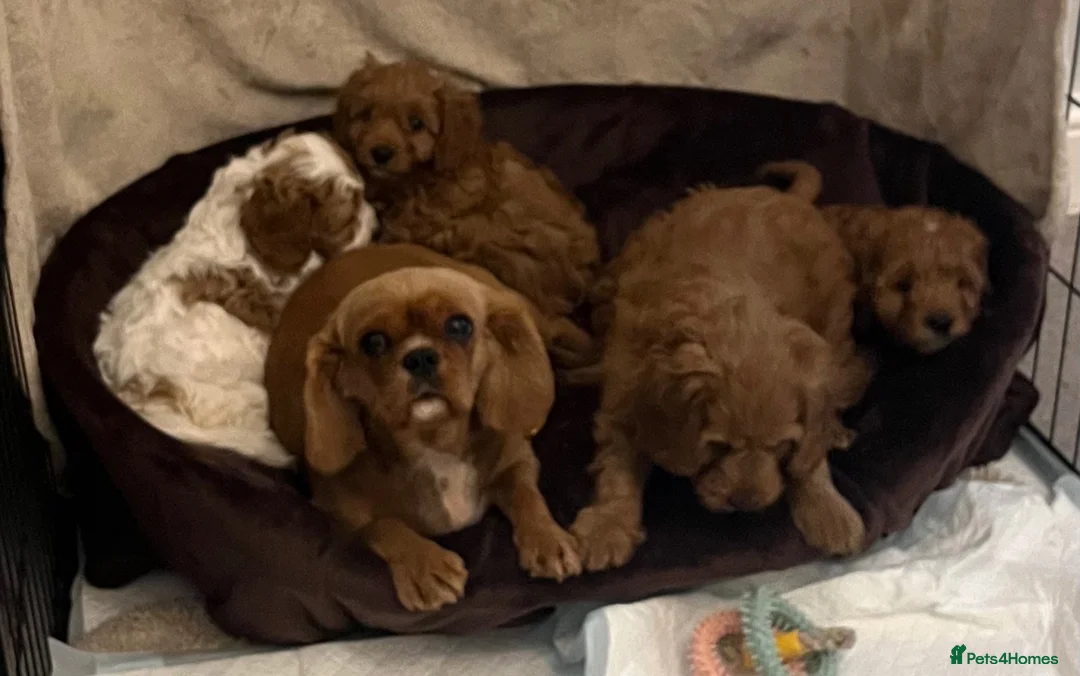Cavapoo dogs for sale: 🐶🐾Stunning health clear cavapoo puppies🐾🐶 - Advert 22