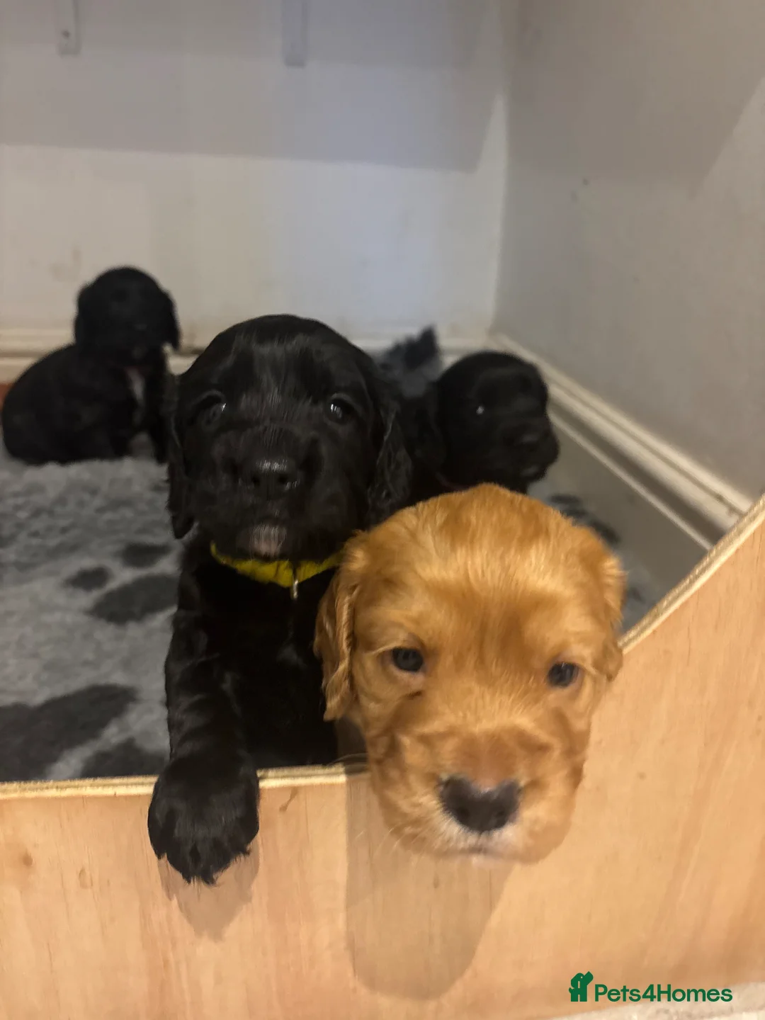 Cocker Spaniel dogs for sale: Beautiful Working Cocker Spaniel Puppies–KC Sired in Newmarket - Advert 1