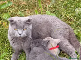 British Shorthair cats Little boys - Advert 12