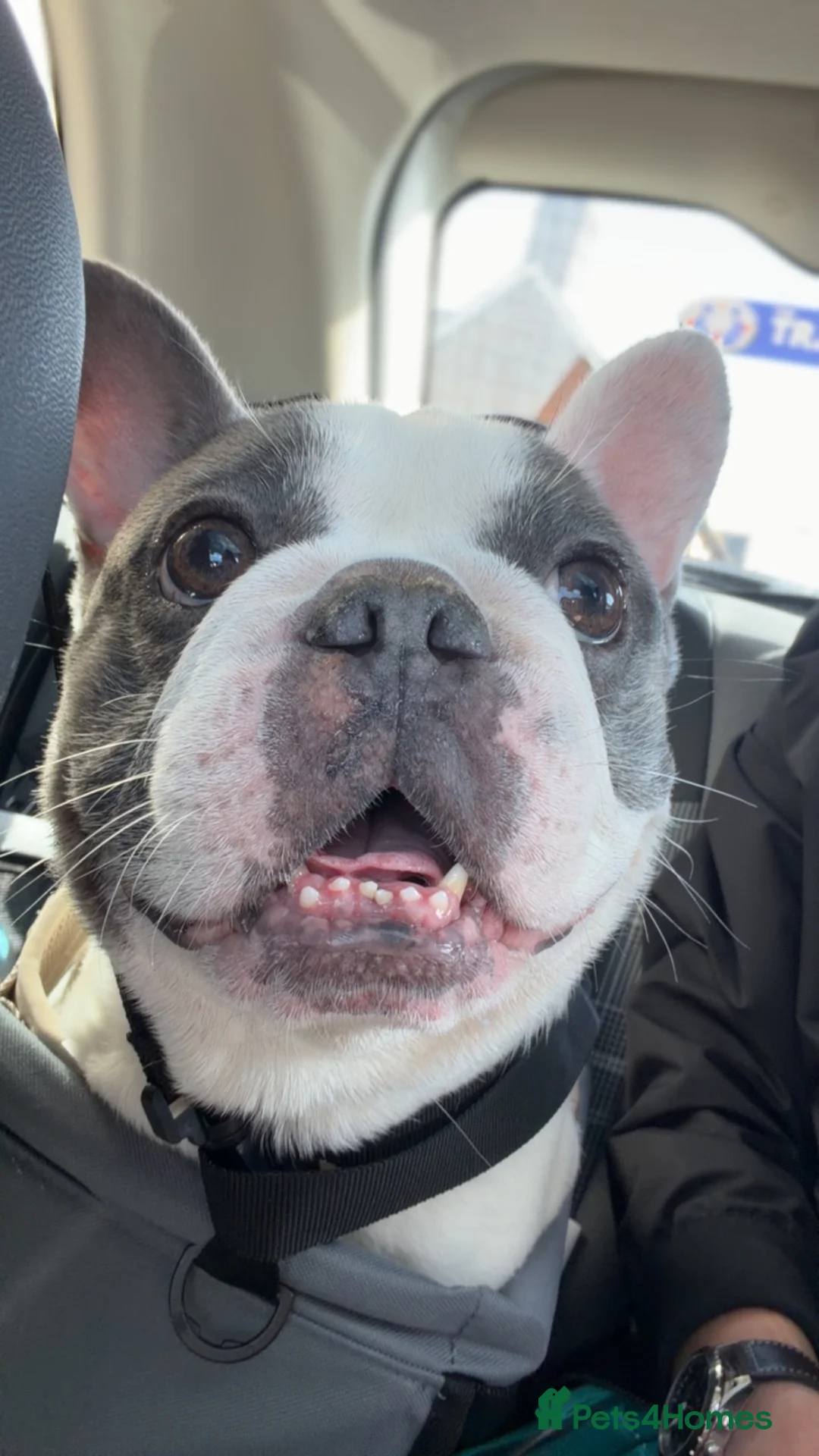 French Bulldog dogs for sale: Dre The frenchie in Knighton - Advert 3