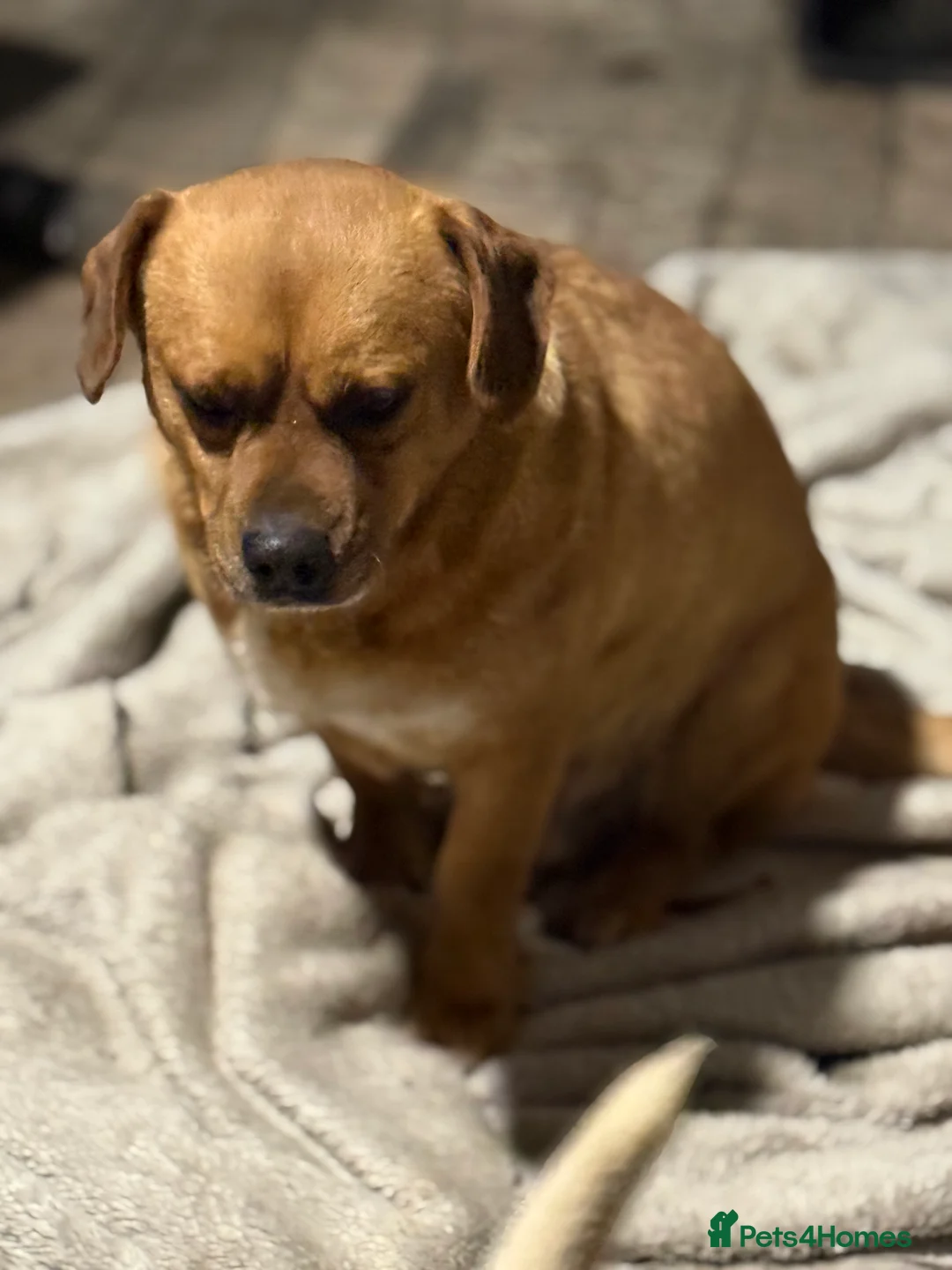 Mixed Breed dogs for adoption: Richie Looking For a Family  - Advert 10