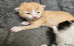 Mixed Breed cats for sale: GINGER GIRL AND TABBY BOY  - Image 18