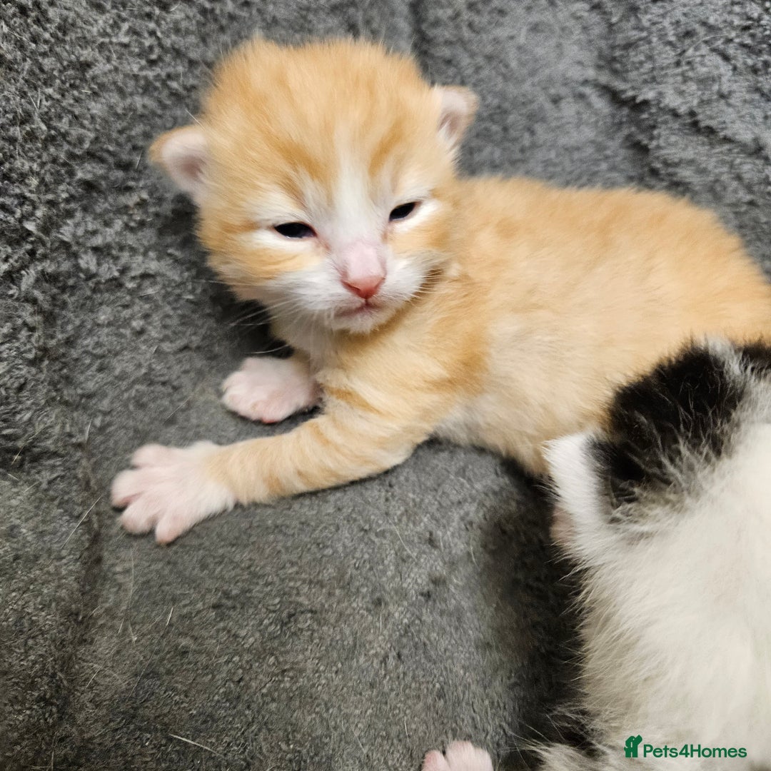 Mixed Breed cats for sale: GINGER GIRL AND TABBY BOY  - Image 18