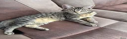 Mixed Breed cats for sale: Two Maine coon cross tabby kitten  - Advert 2