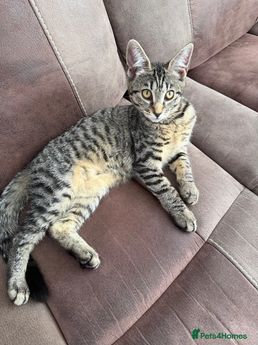 Mixed Breed cats for sale: Two Maine coon cross tabby kitten  - Advert 2