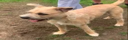 Mixed Breed dogs for sale: Terrier X in Bishop Auckland - Advert 3