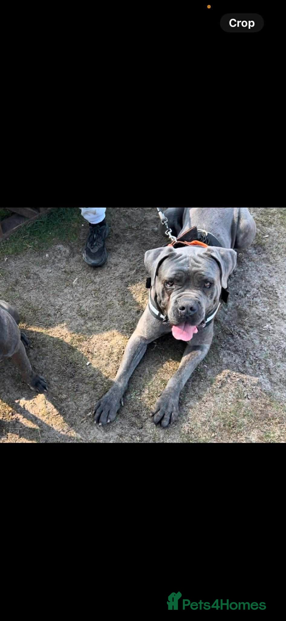 Cane Corso dogs Cane coseo male 2 and half years old  - Advert 12