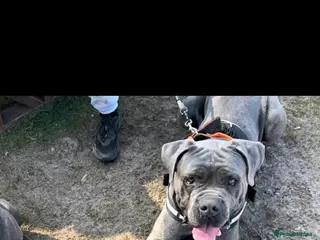 Cane Corso dogs Cane coseo male 2 and half years old - Advert 12