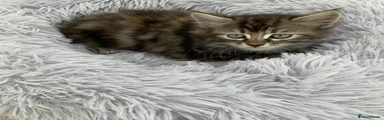 Tabby kitten 