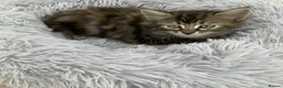 Mixed Breed cats for sale: Fluffy kittens looking for forever home - Advert 18