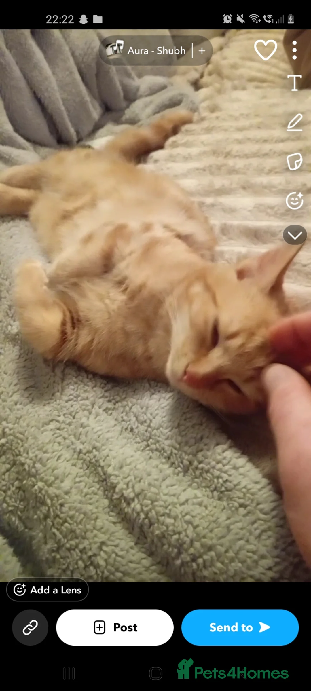 Mixed Breed cats for sale: Three cute mixed breed kittens an one 1yo munchkin - Advert 2