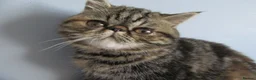 Exotic cats for sale:  Beautiful Exotic female kittens - Advert 7