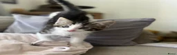 Mixed Breed cats for sale: Three kittens ready now in Torquay - Advert 12