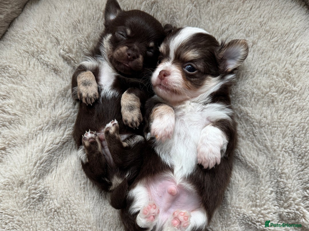 Chihuahua dogs for sale: READY 24th 🤎 Outstanding Chocolate Puppies 🧸🐻🤎 - Advert 9