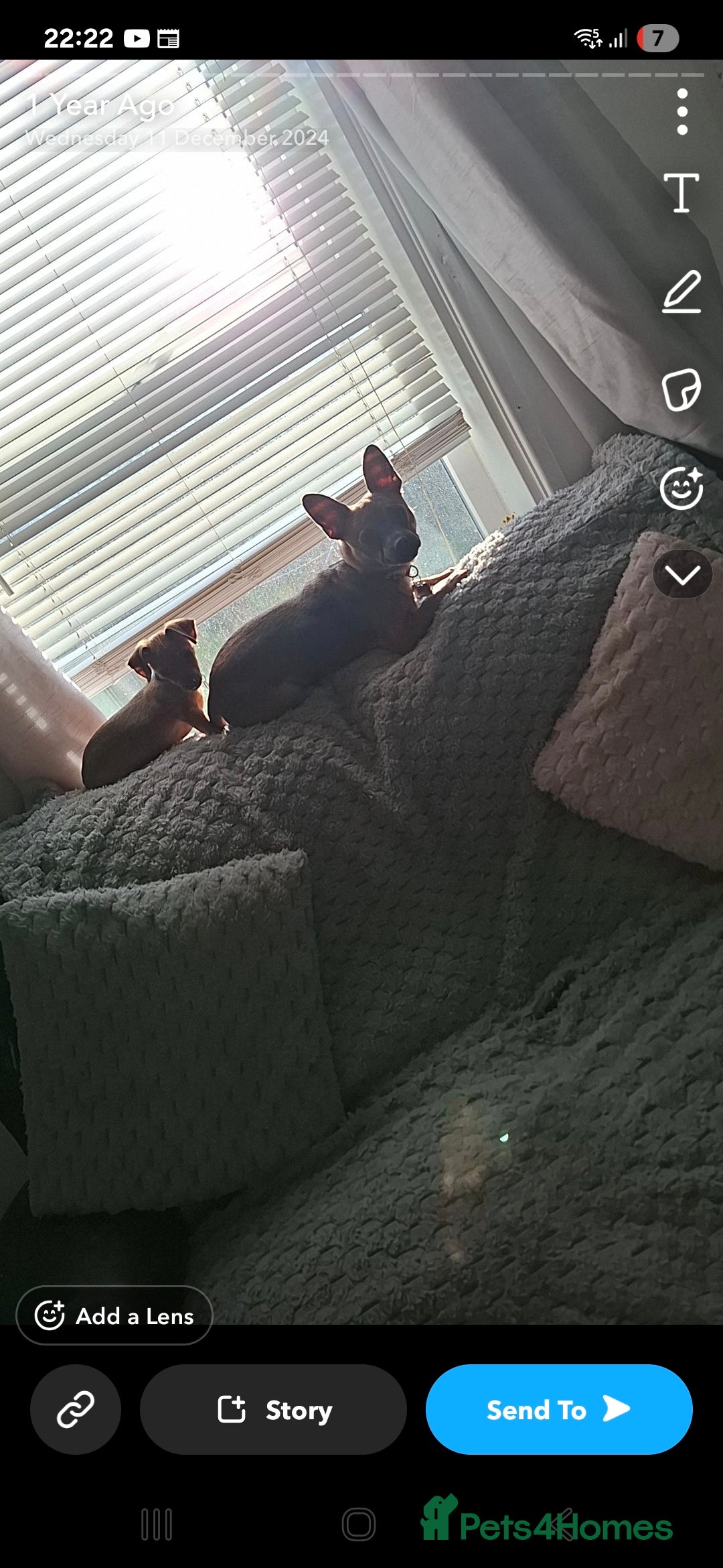 Mixed Breed dogs for sale: 🐾 Gorgeous Mixed-Breed Puppies – 🐾 - Advert 4