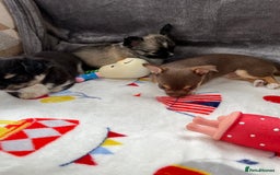 Chihuahua dogs for sale: 3 beautiful chihuahuas - Image 5