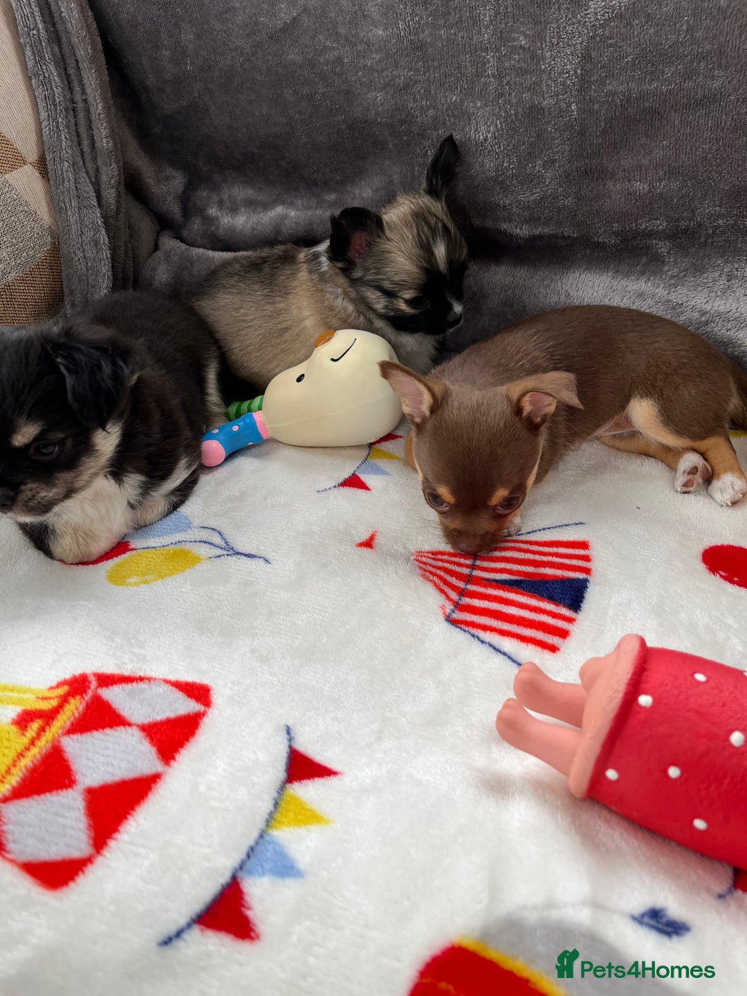 Chihuahua dogs for sale: 3 beautiful chihuahuas - Image 5