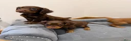 Cocker Spaniel dogs for sale: Quality working spaniels - Advert 10
