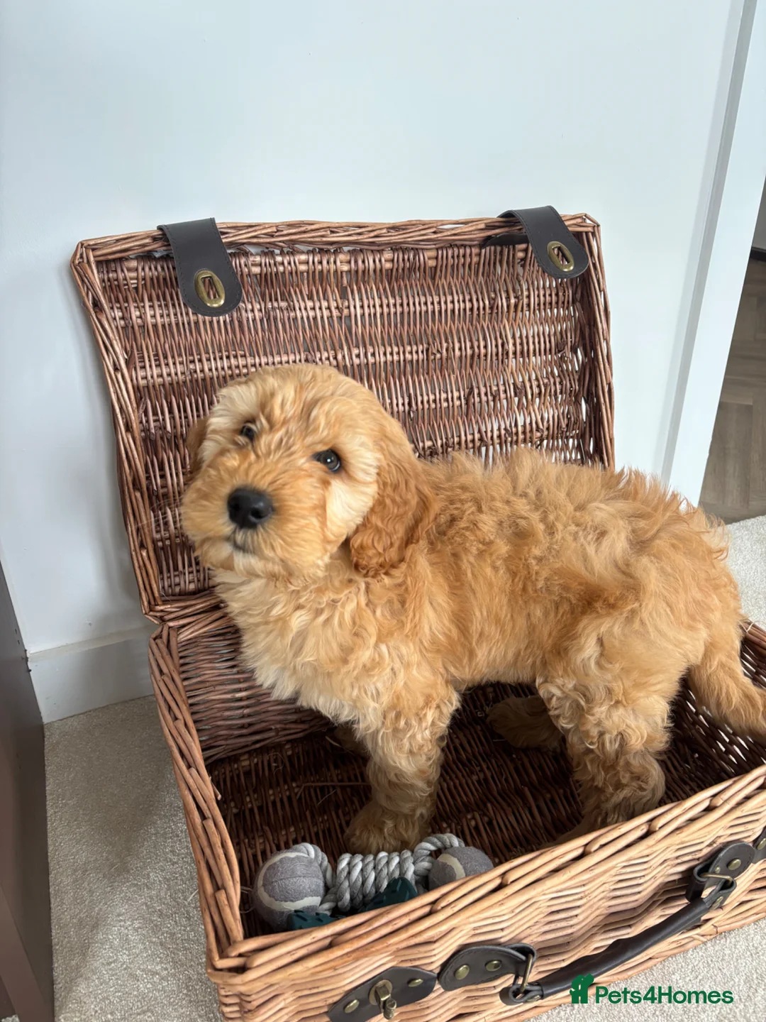 Goldendoodle dogs for sale: Double Doodle Puppy - rehoming  in Redcar - Advert 2