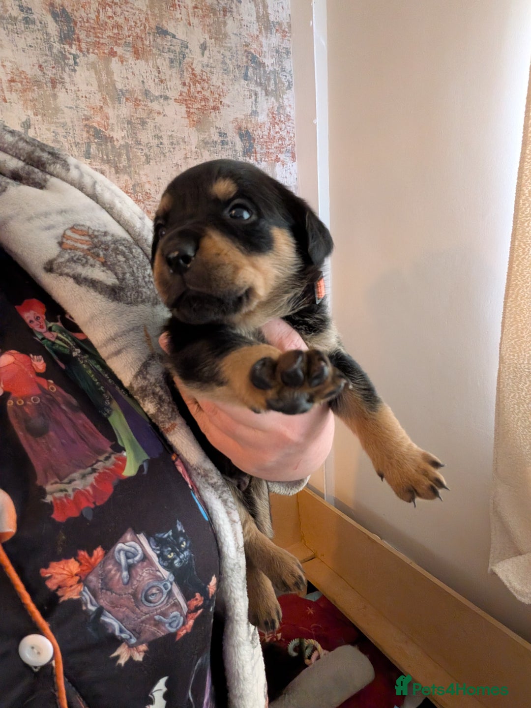 Rottweiler dogs for sale: ⭐ Rottweiler ⭐ - Advert 38