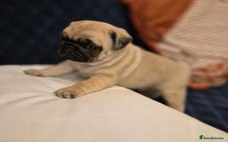Pug dogs for sale: Gorgeous KC health tested fawn boy pug - Advert 6