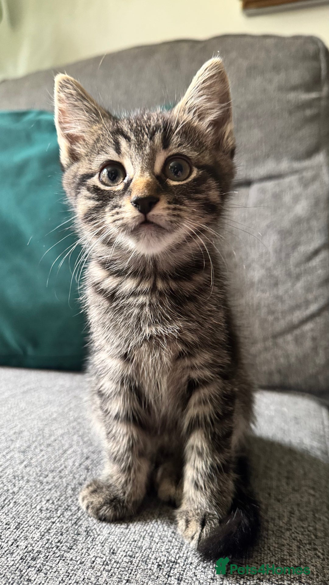 Mixed Breed cats for sale: Stunning kittens (3) - Image 3