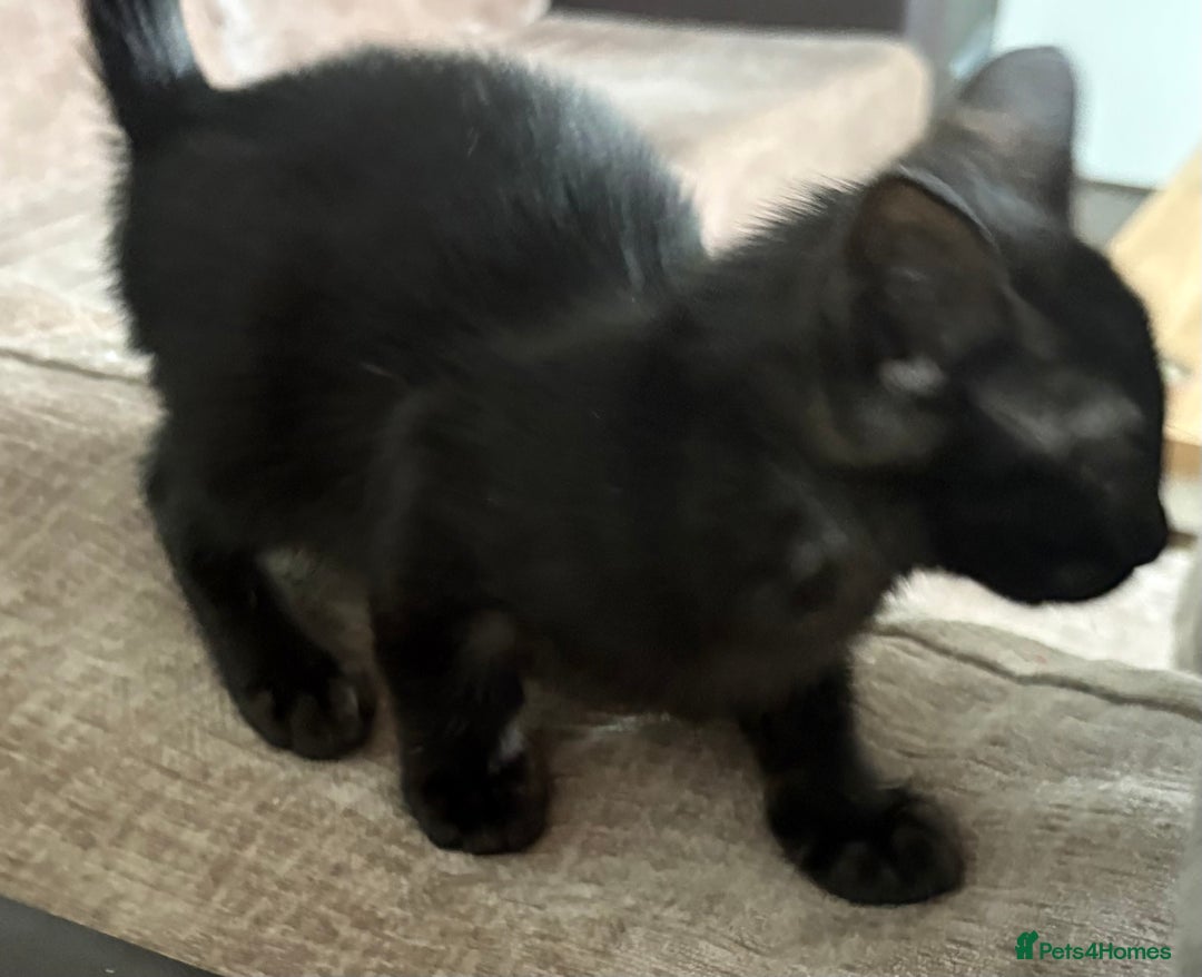 Serengeti cats for sale: Handsome tica reg black smoke male  - Image 13