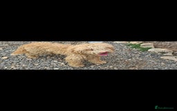 Mixed Breed dogs for adoption: RUFFLES, female. Non shedding - Image 4