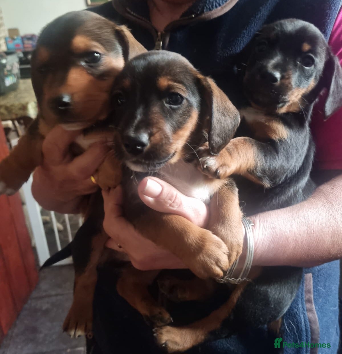 Mixed Breed dogs for sale: Jack Rockers in King's Lynn - Advert 4