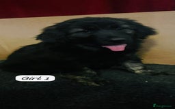 Mixed Breed dogs for sale: Golden Shepherd Puppies for Sale - Image 9