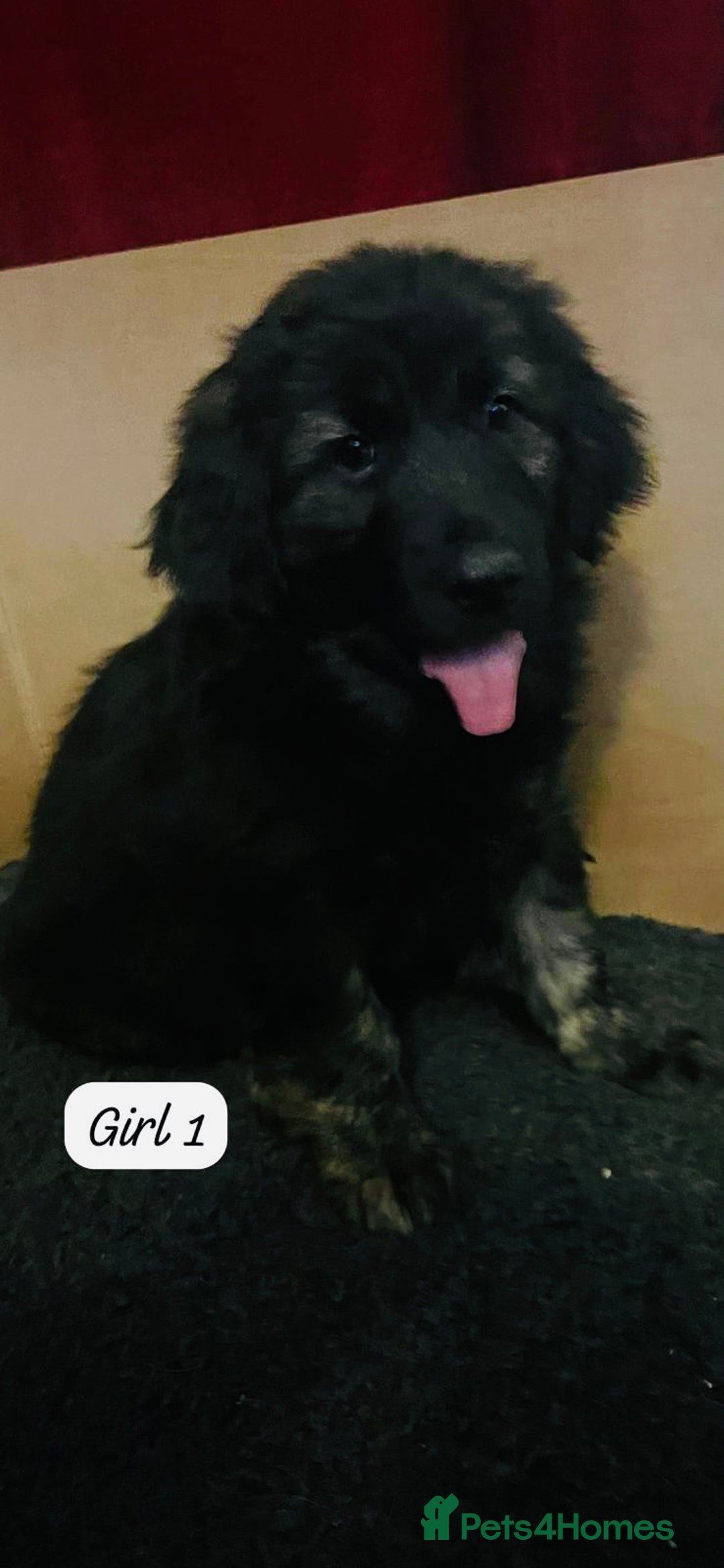 Mixed Breed dogs for sale: Golden Shepherd Puppies for Sale - Image 9