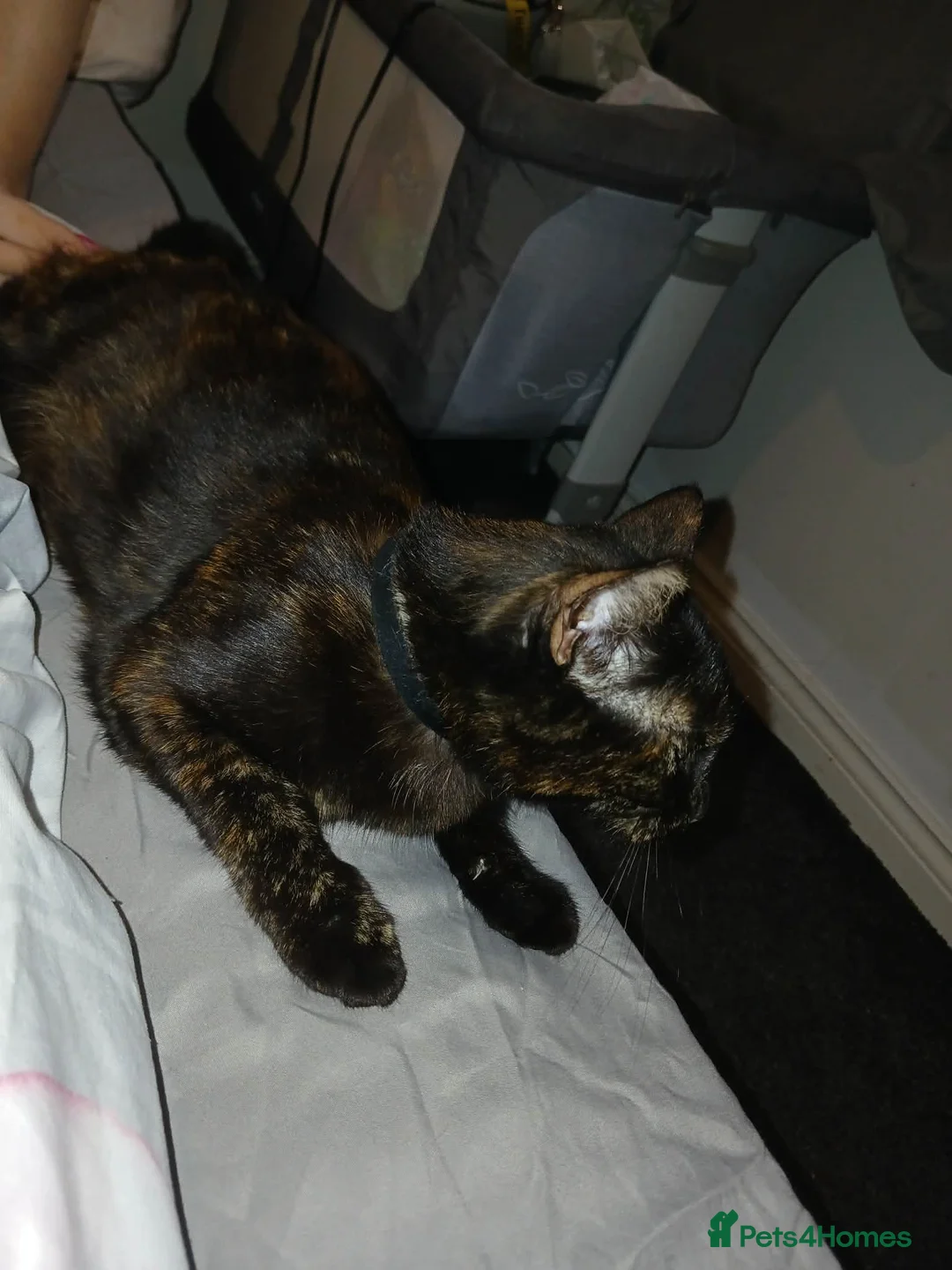 Mixed Breed cats for sale: Mother for sale - Advert 3