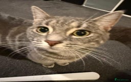 Domestic Shorthair cats for sale: 2 gorgeous kittens for sale - Image 2