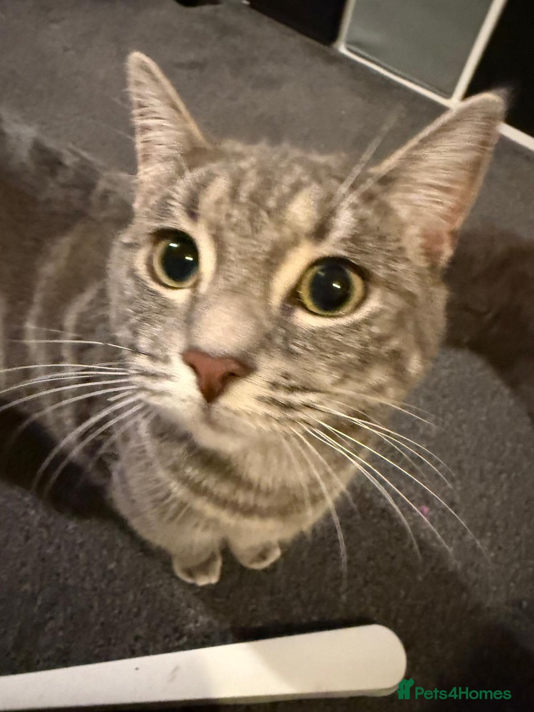 Domestic Shorthair cats for sale: 2 gorgeous kittens for sale - Image 2