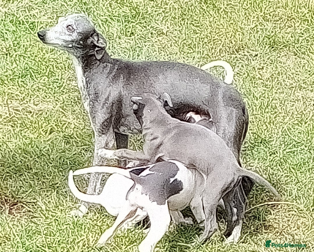 Italian Greyhound dogs for sale: Italian greyhound  - Image 19