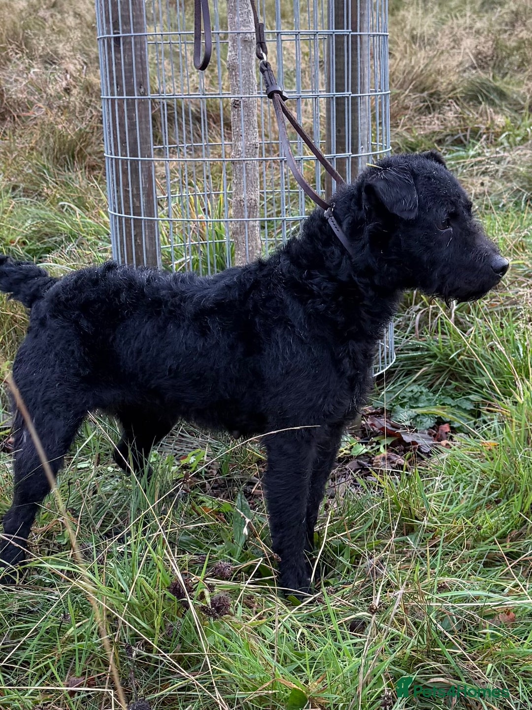 Patterdale Terrier dogs for sale: Beautiful black girl  - Advert 3