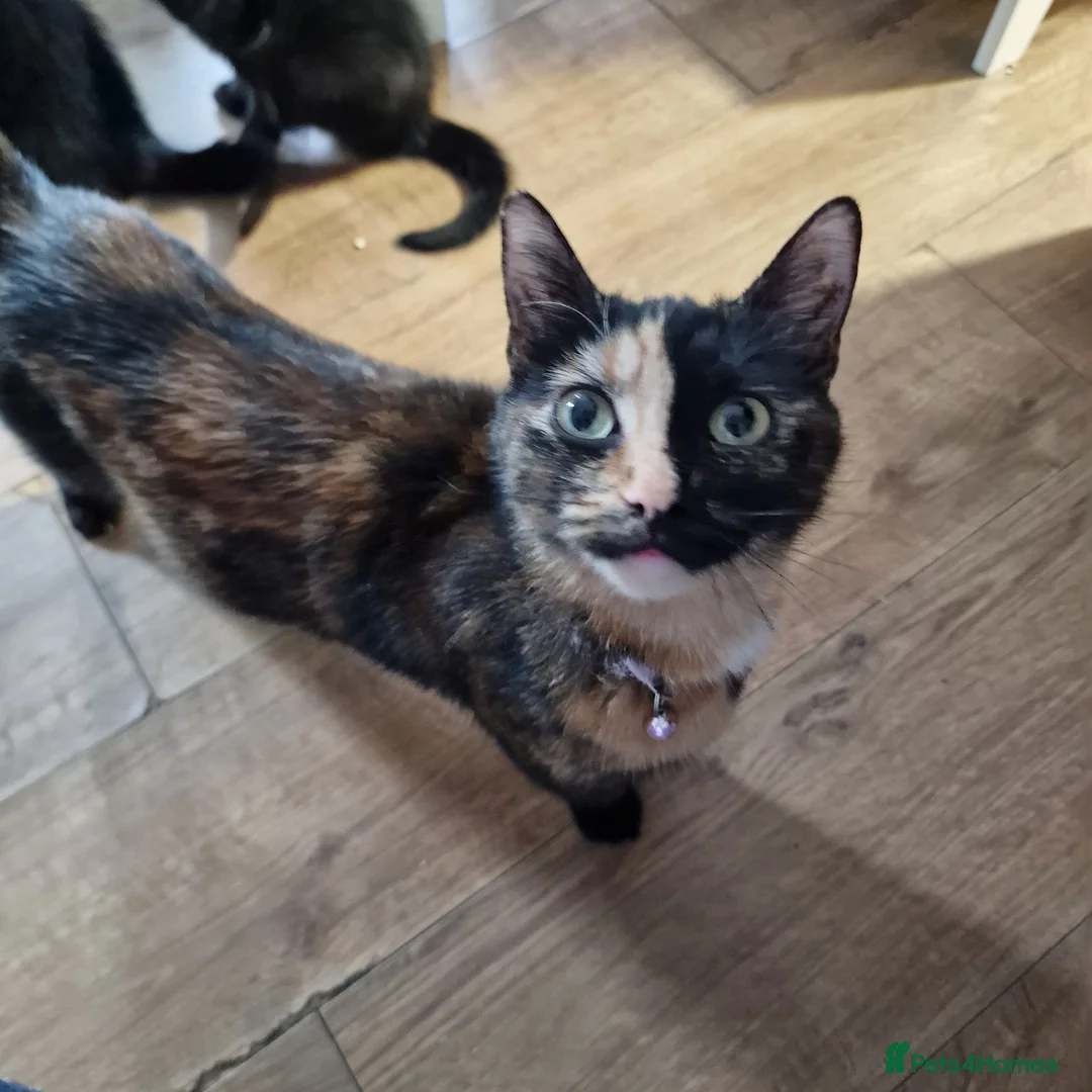 Mixed Breed cats for sale: Mother cat & 3 kittens - Advert 2