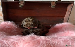 Cocker Spaniel dogs for sale: 5* LICENSED KC SHOW H/TESTED PUPPIES  - Image 28